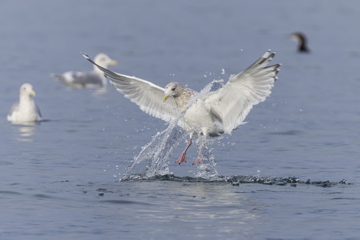 Gaviota Argéntea - ML612966821