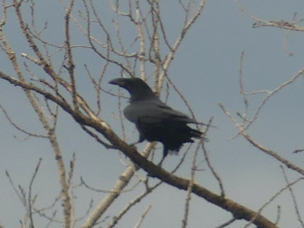 Common Raven - ML612966824