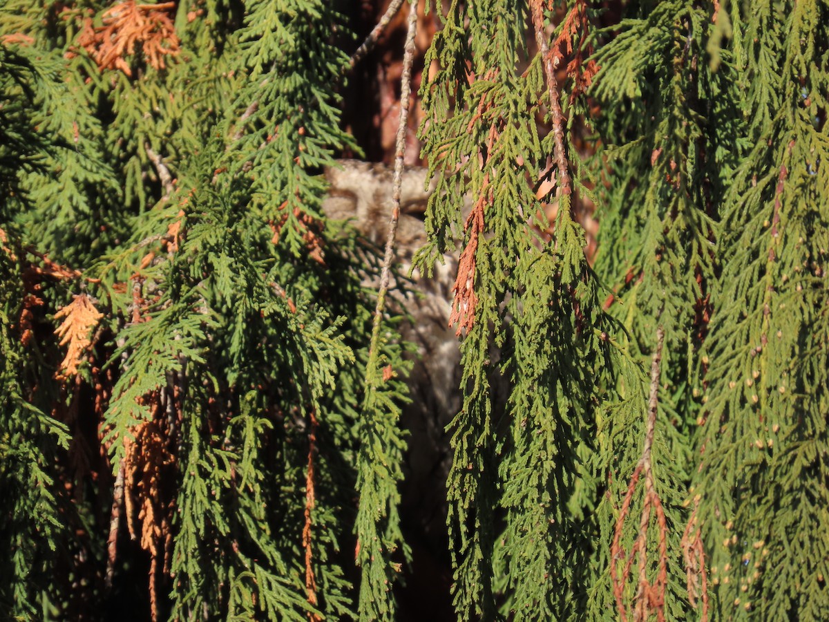 Western Screech-Owl - ML612966857