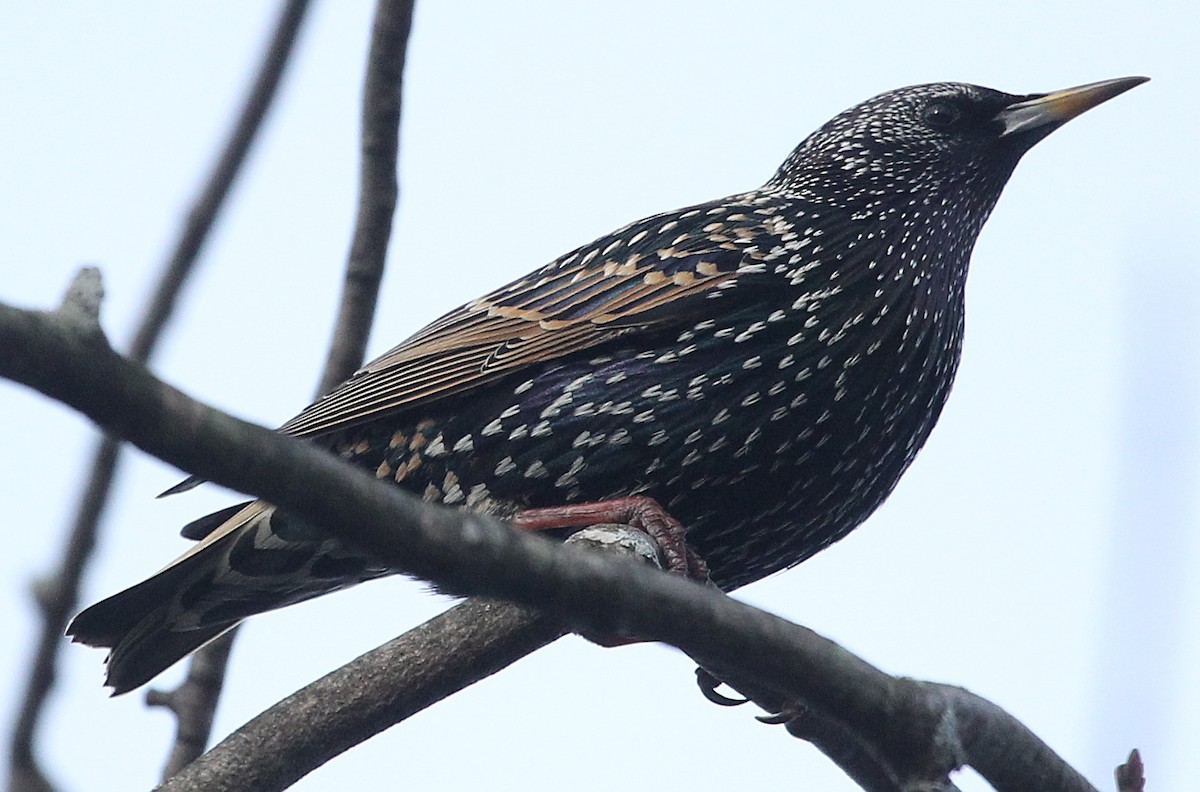 European Starling - ML612966919