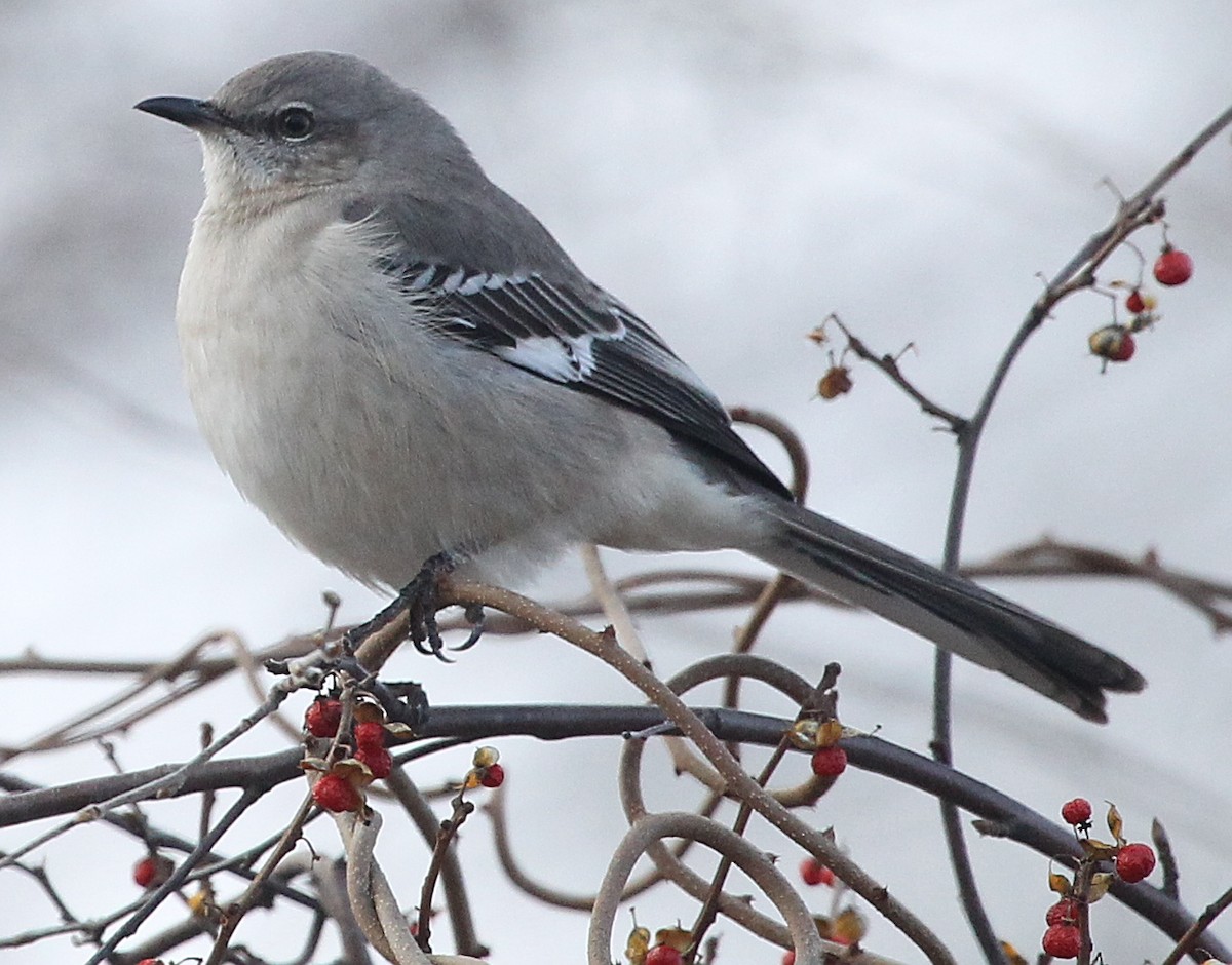 Northern Mockingbird - ML612966925