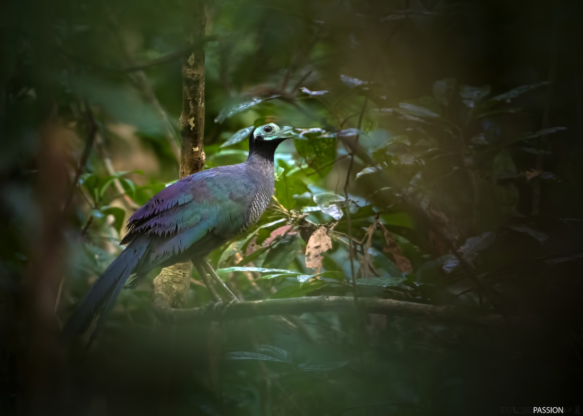 Bornean Ground-Cuckoo - ML612966967