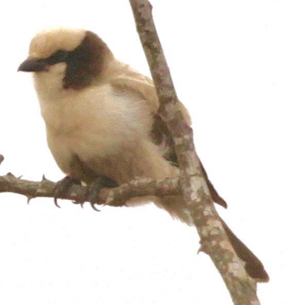 White-crowned Shrike - ML612966997