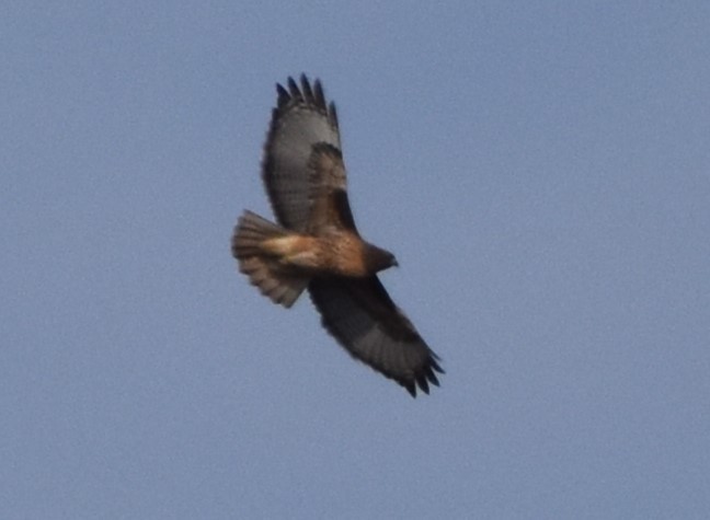 Red-tailed Hawk - ML612967036