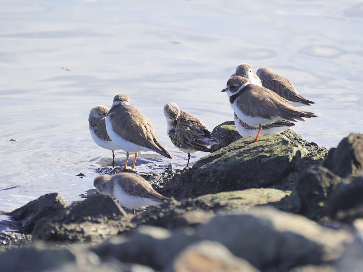 Semipalmated Plover - ML612967057