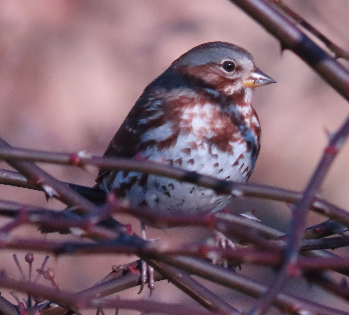 Fox Sparrow - ML612967083