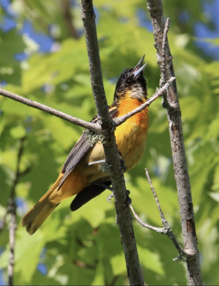 Baltimore Oriole - Biggest Bird