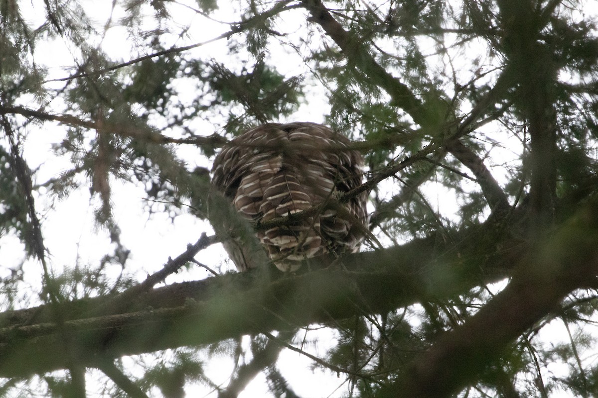 Barred Owl - ML612967279