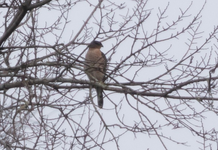 Cooper's Hawk - ML612967339