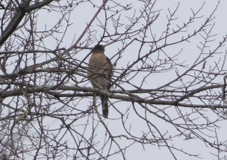 Cooper's Hawk - ML612967341