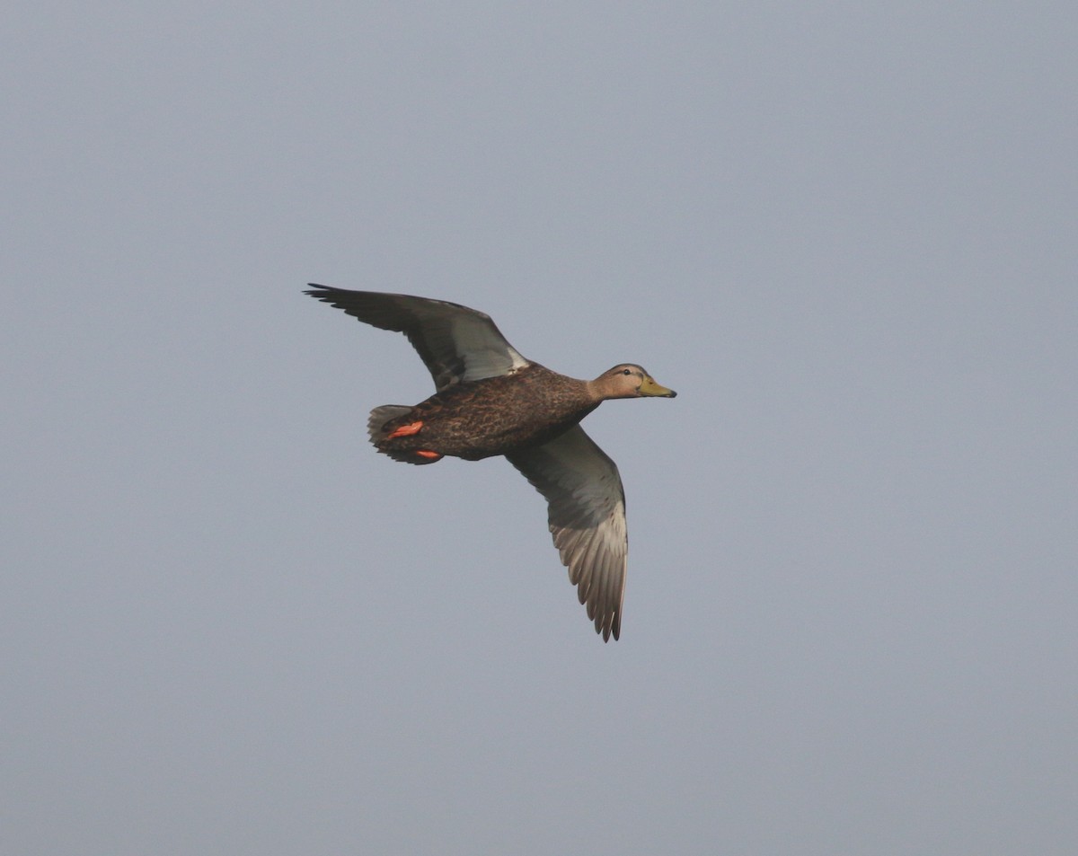Mottled Duck (Gulf Coast) - ML612967427