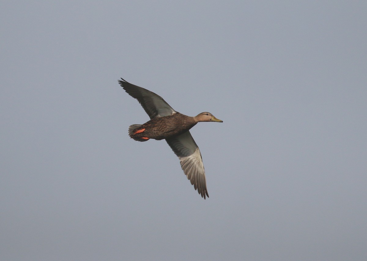 Mottled Duck (Gulf Coast) - ML612967429