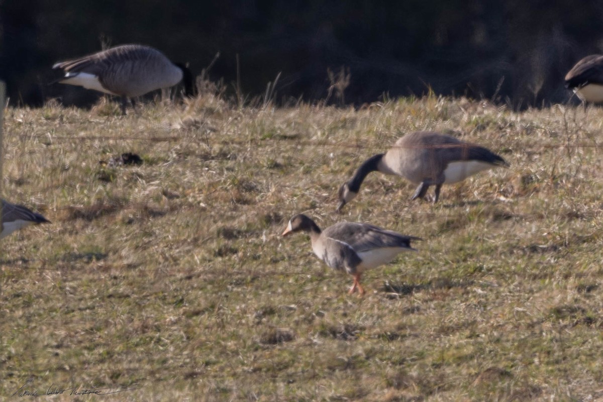 Greater White-fronted Goose - ML612967452