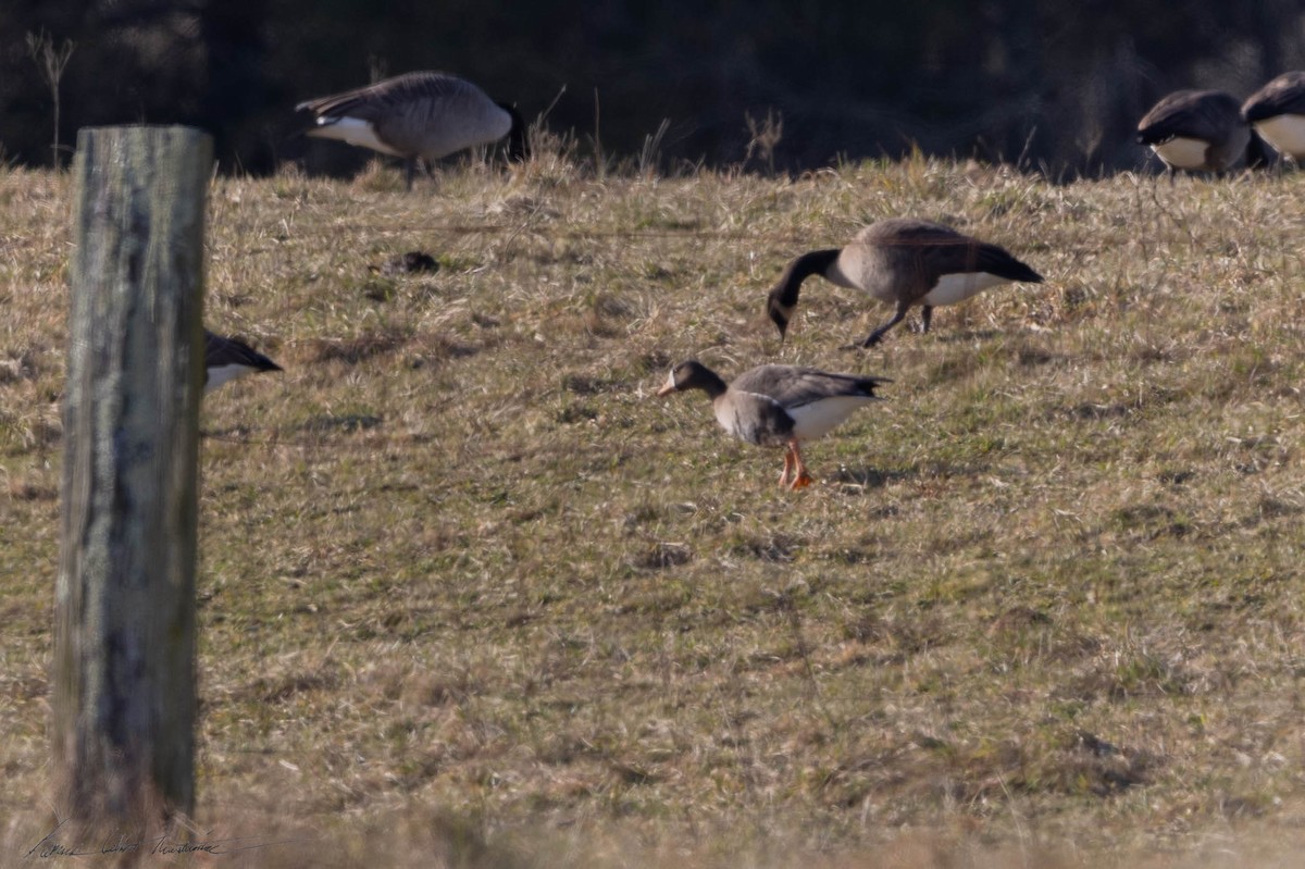 Greater White-fronted Goose - ML612967453