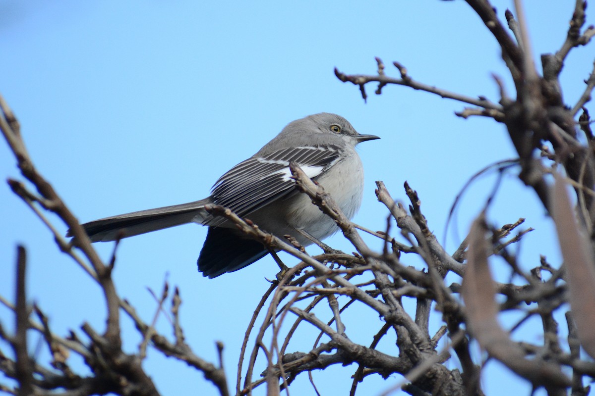 Northern Mockingbird - David Jeffrey Ringer