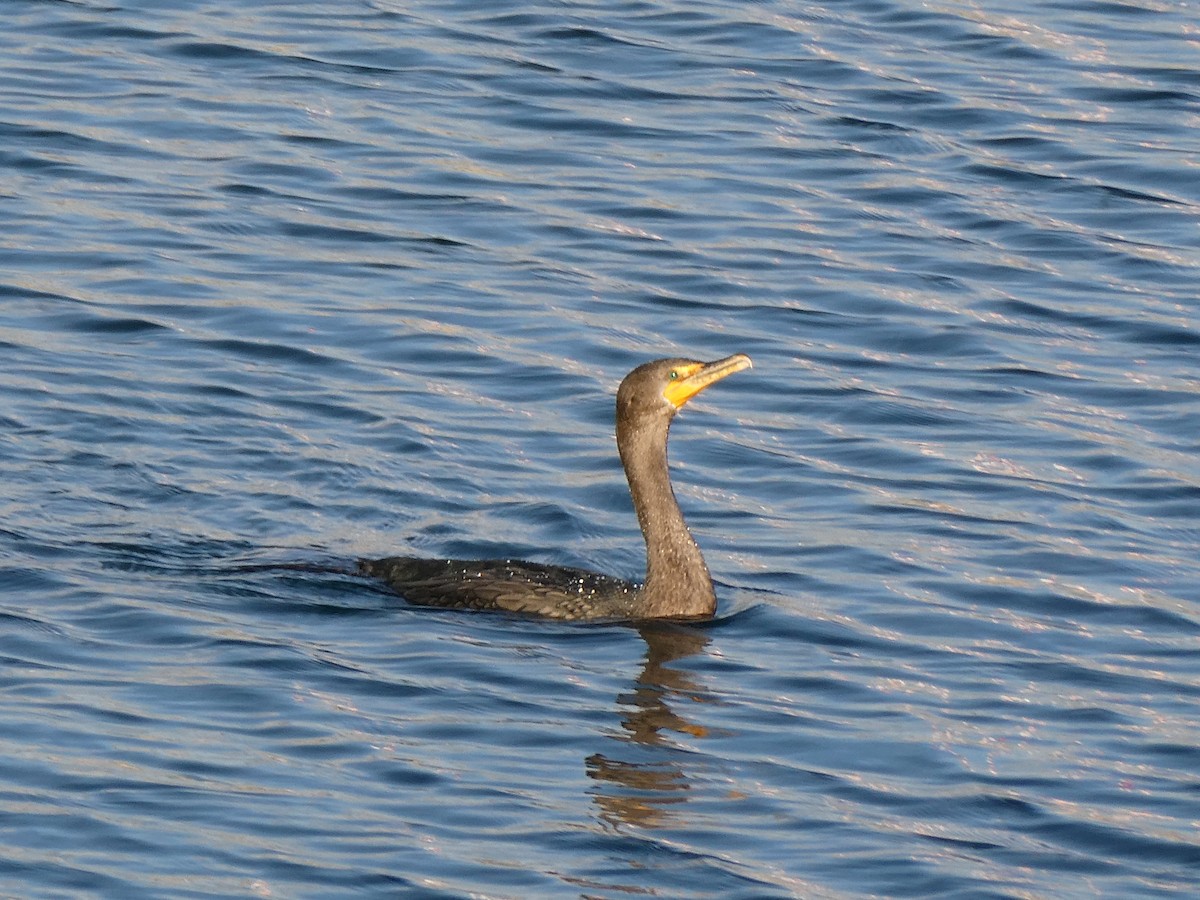 Double-crested Cormorant - ML612967598