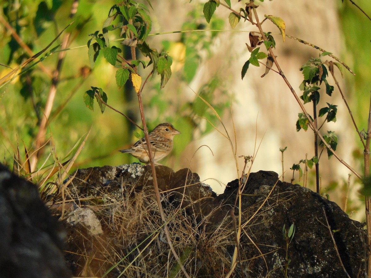 Grasshopper Sparrow - ML612967605