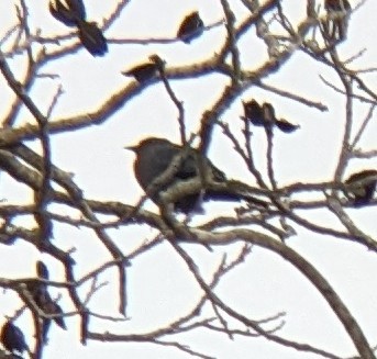 Brewer's Blackbird - Michelle Gianvecchio