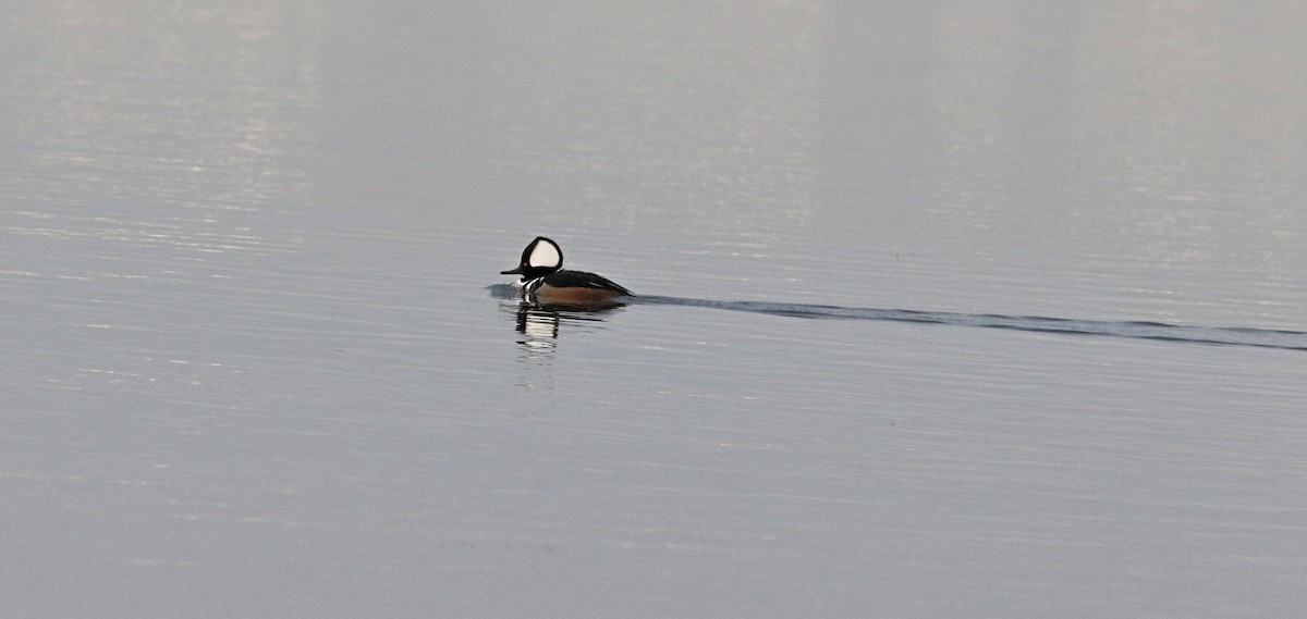 Hooded Merganser - ML612968010