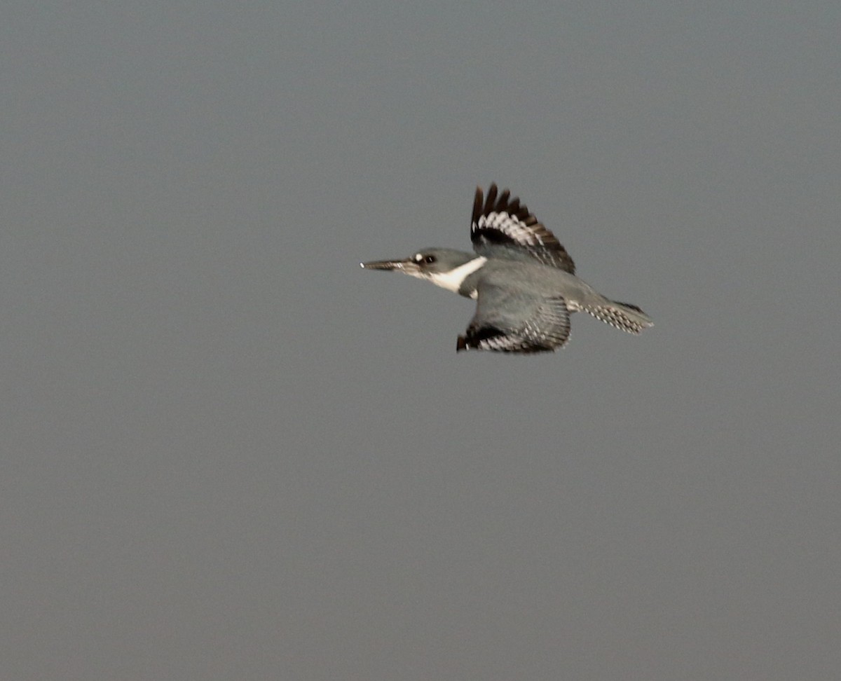 Belted Kingfisher - ML612968024