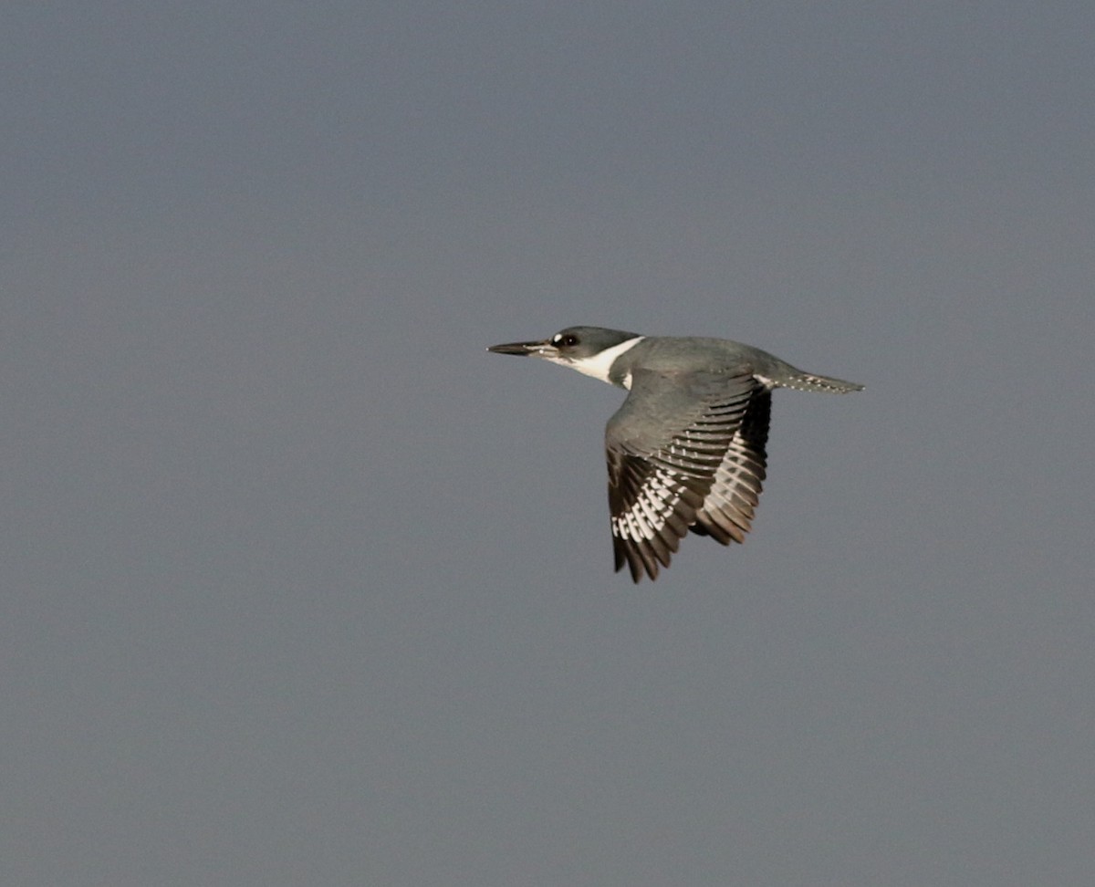 Belted Kingfisher - ML612968025