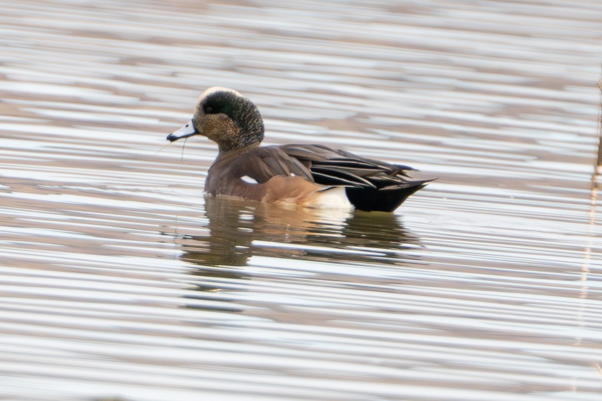 American Wigeon - Art Cimento