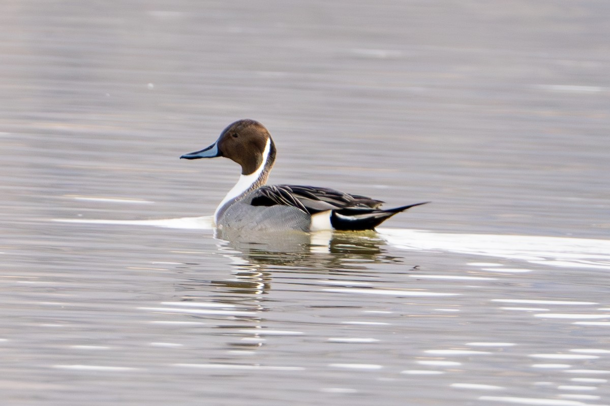 Northern Pintail - ML612968160