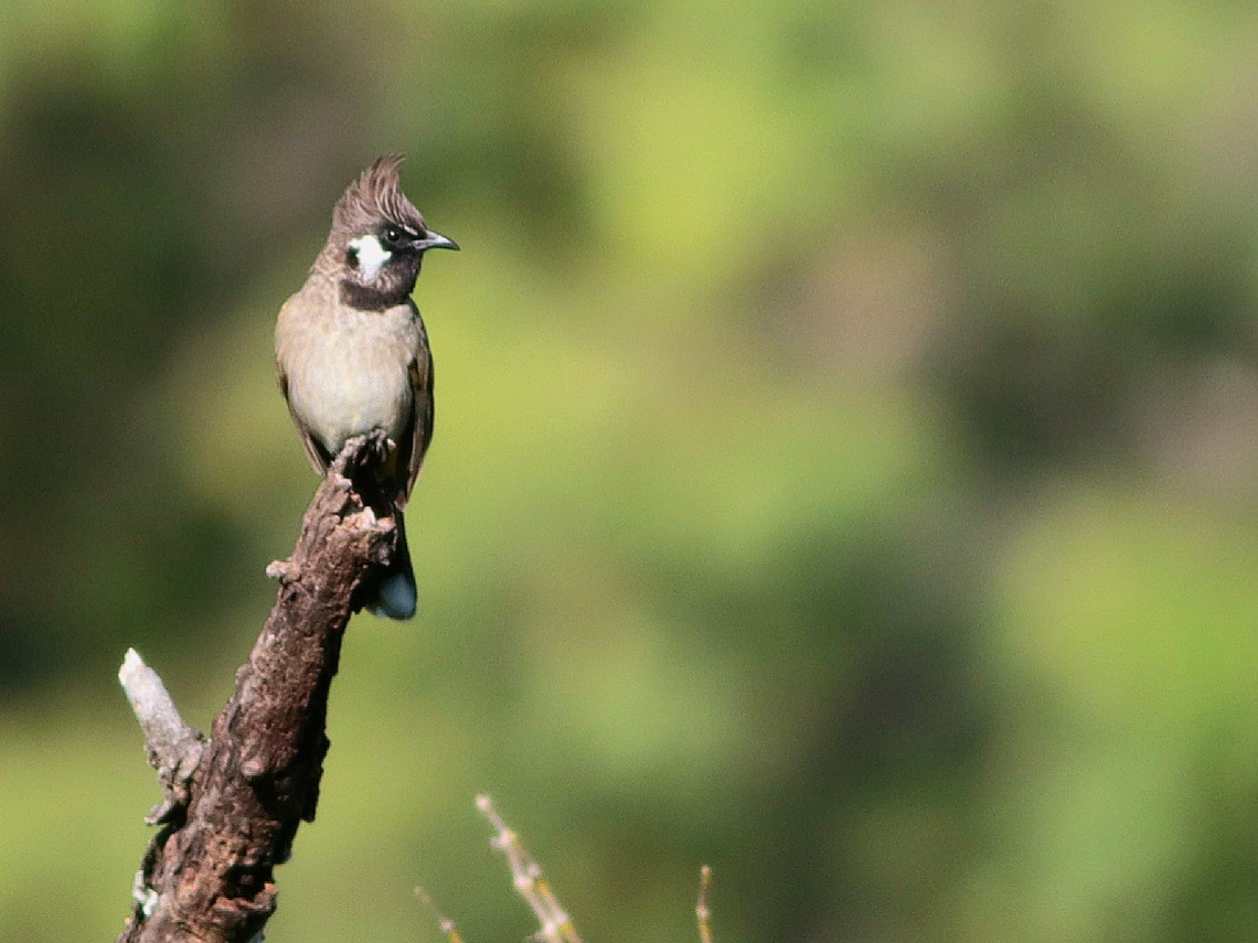 Himalayan Bulbul - ML612968273