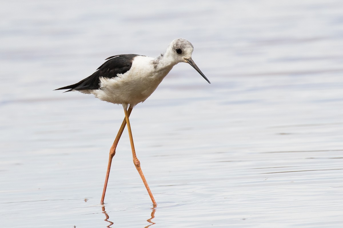 Pied Stilt - ML612968297