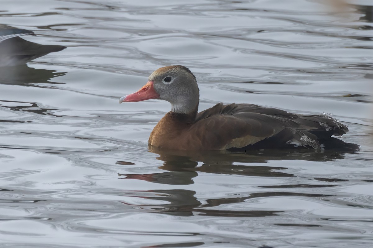 Black-bellied Whistling-Duck - ML612968398