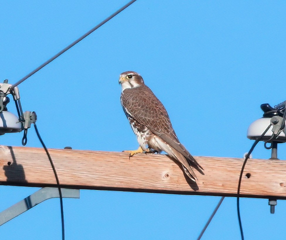 Prairie Falcon - ML612968404