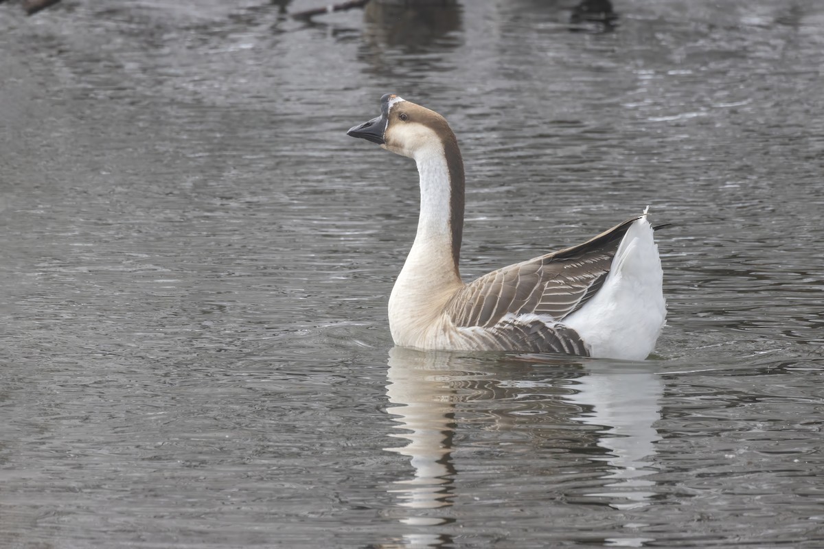 Swan Goose (Domestic type) - ML612968408
