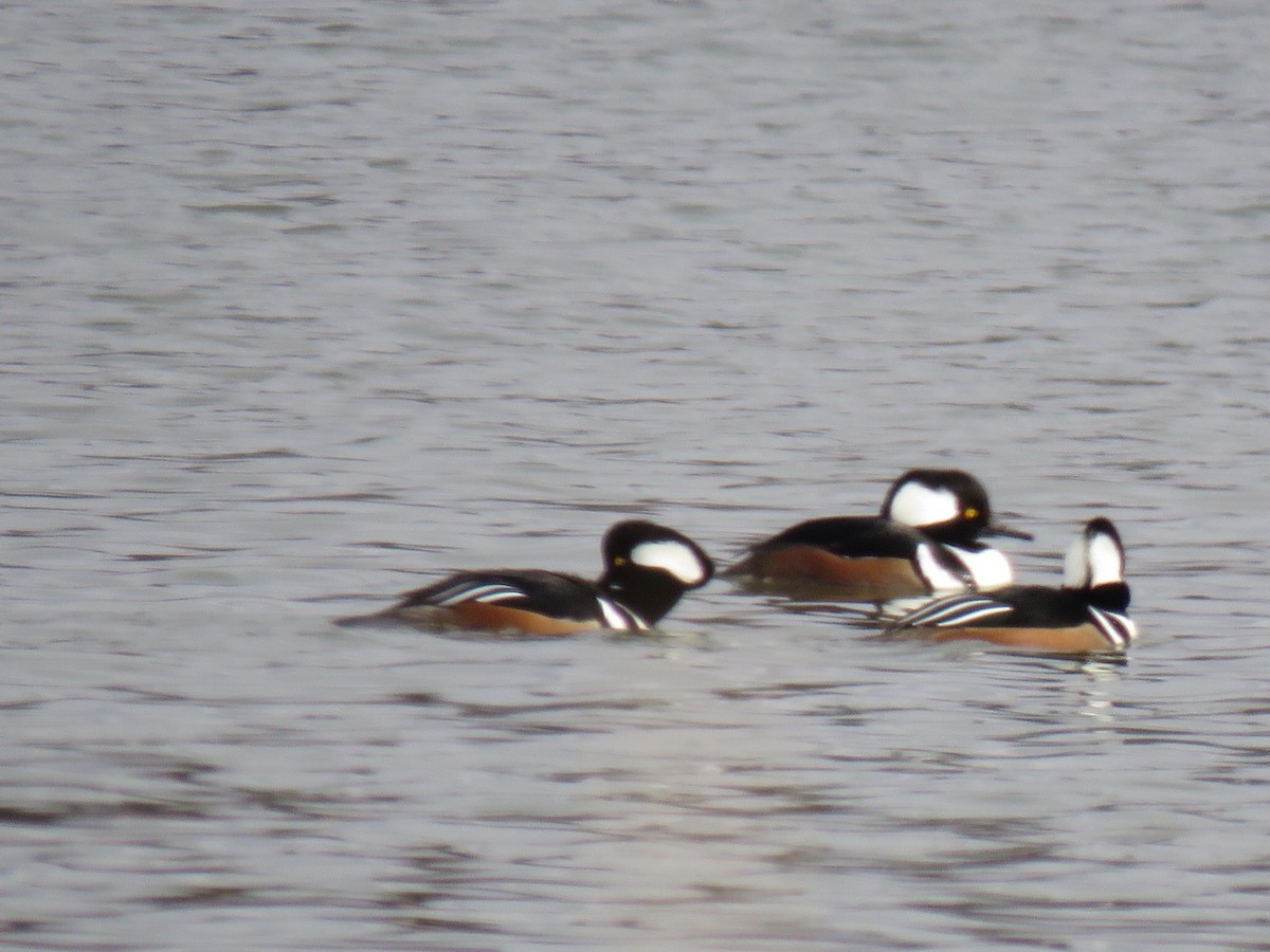 Hooded Merganser - ML612968633