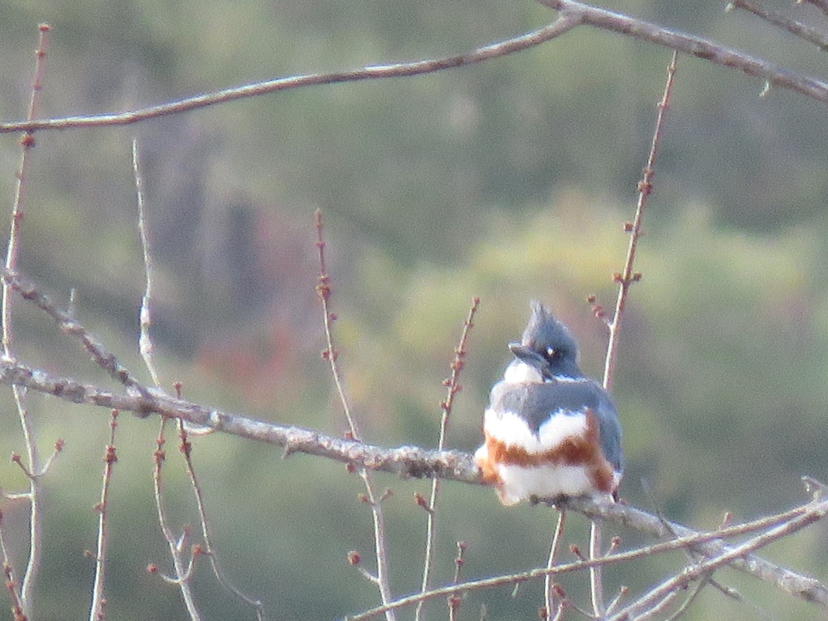 Belted Kingfisher - ML612968647