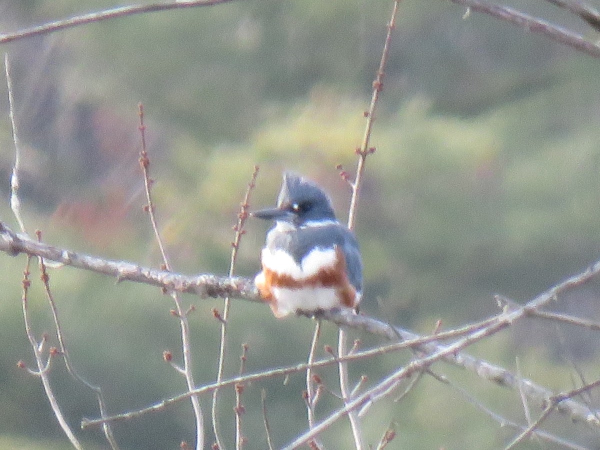 Belted Kingfisher - ML612968663