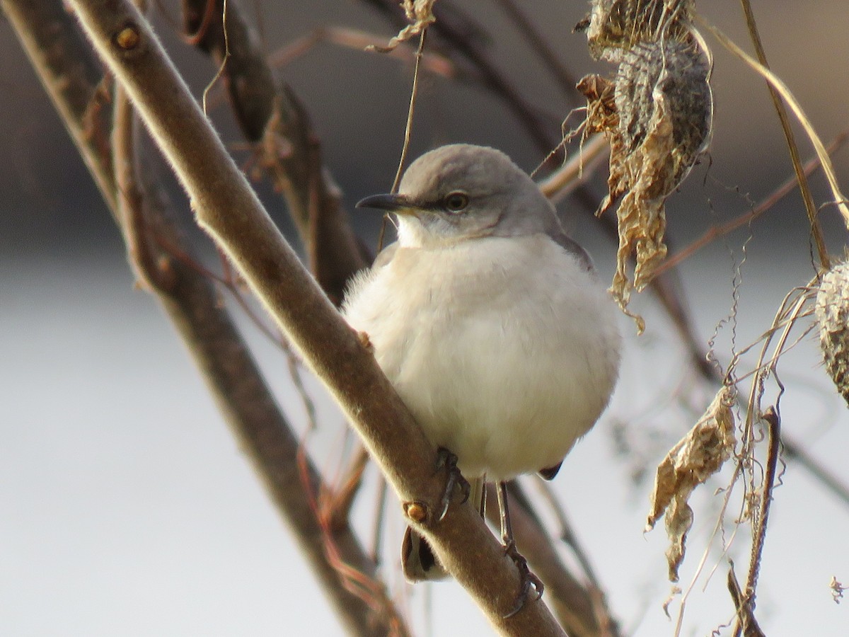 Northern Mockingbird - ML612968679