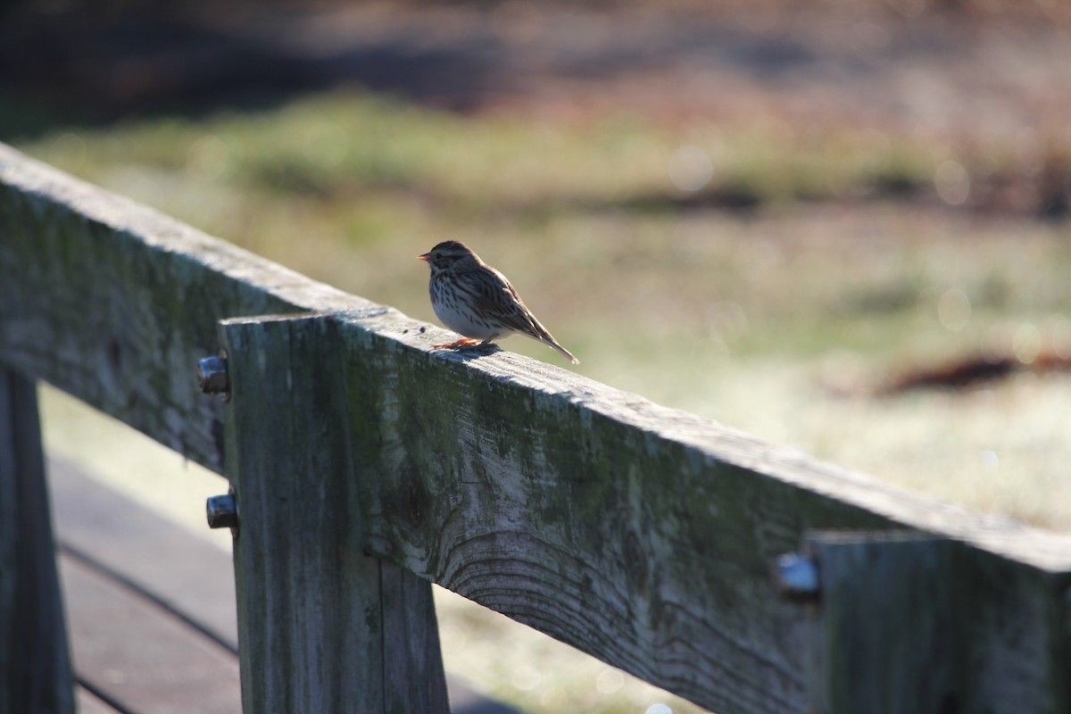 Savannah Sparrow - ML612968710