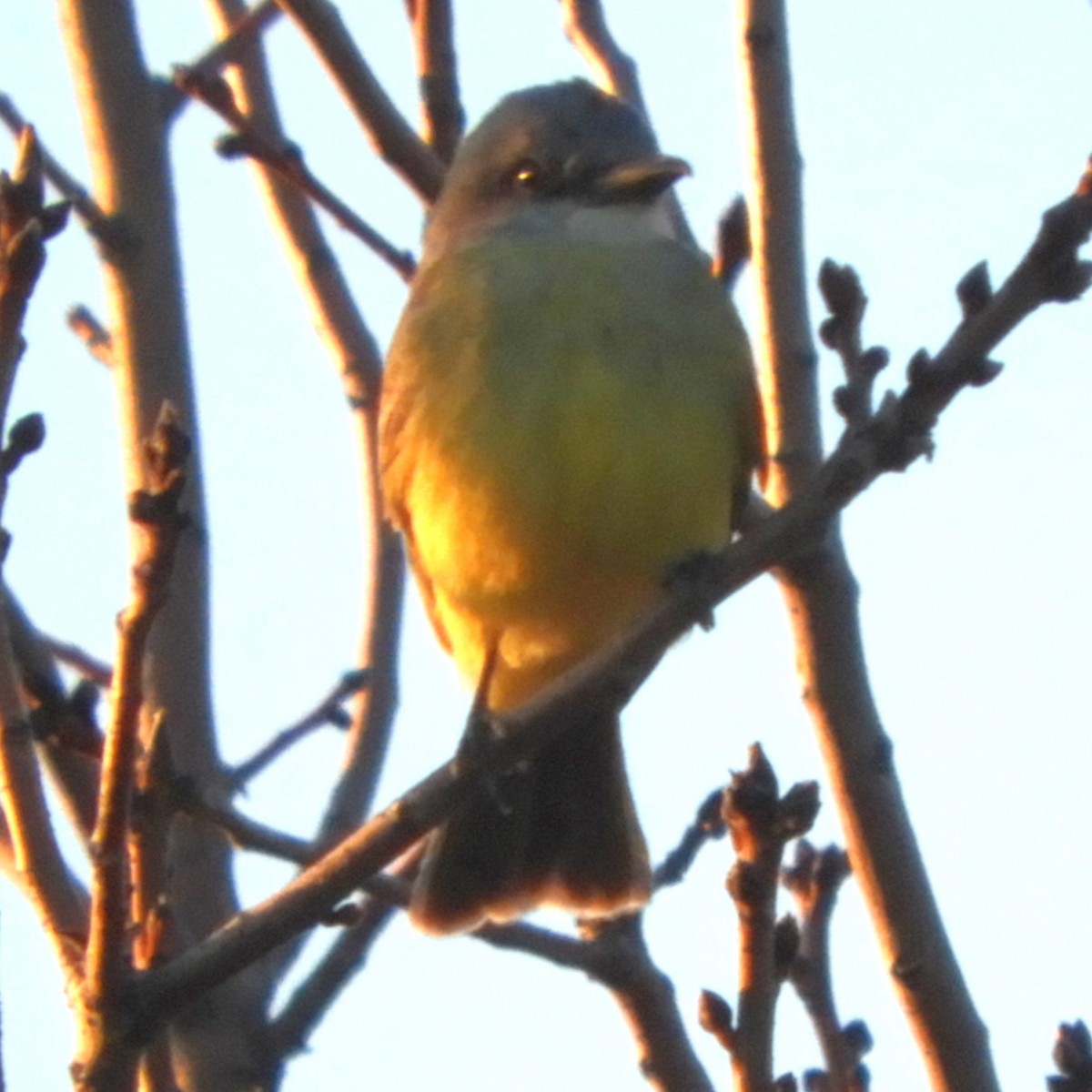 Tropical Kingbird - Dale Swanberg