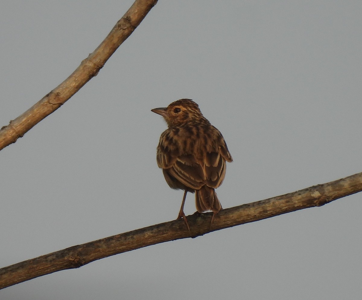 Jerdon's Bushlark - ML612968739
