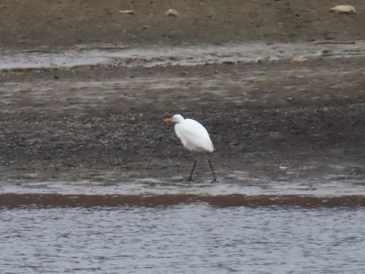 Great Egret - ML612968754