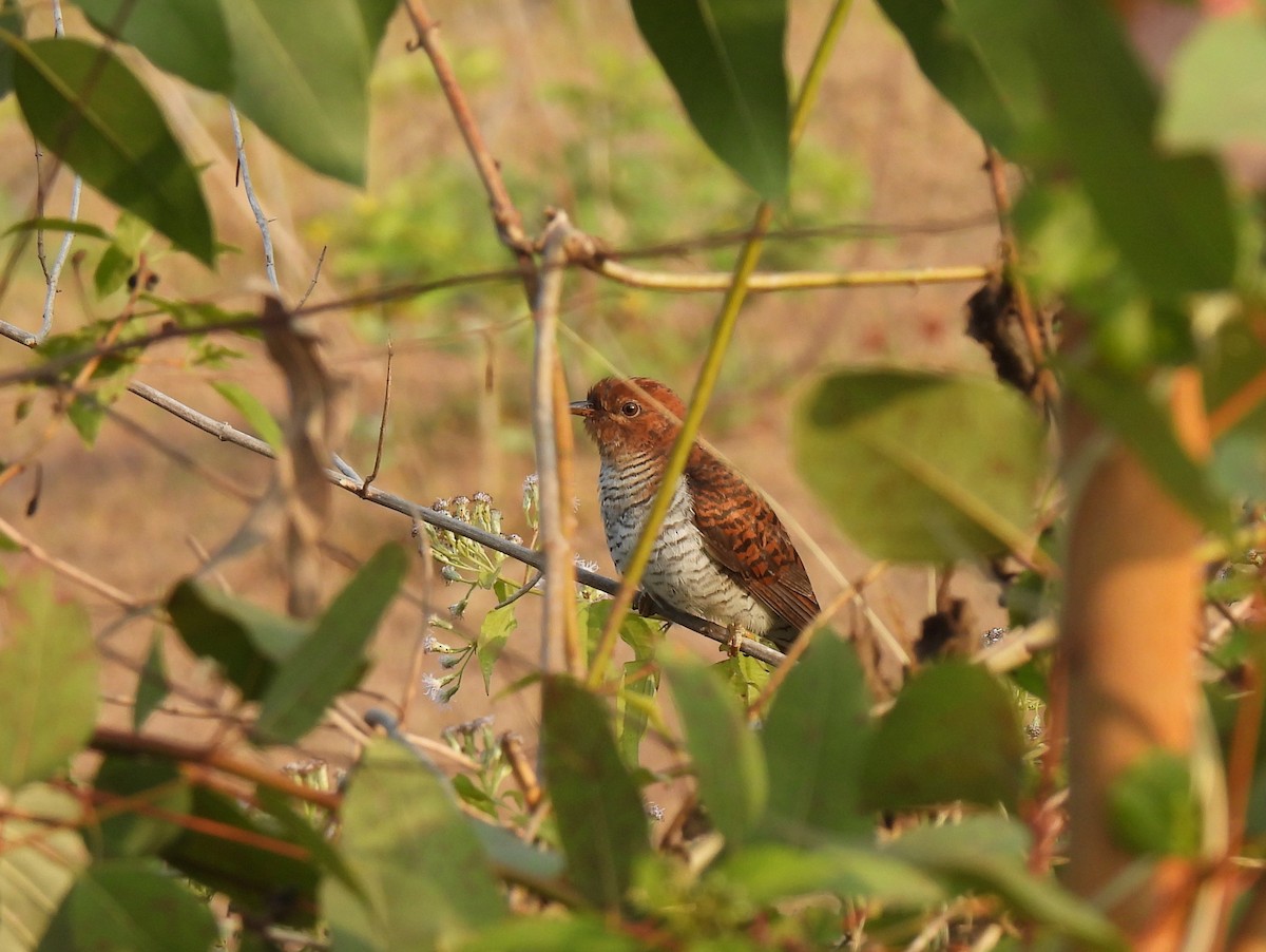 Gray-bellied Cuckoo - ML612968755
