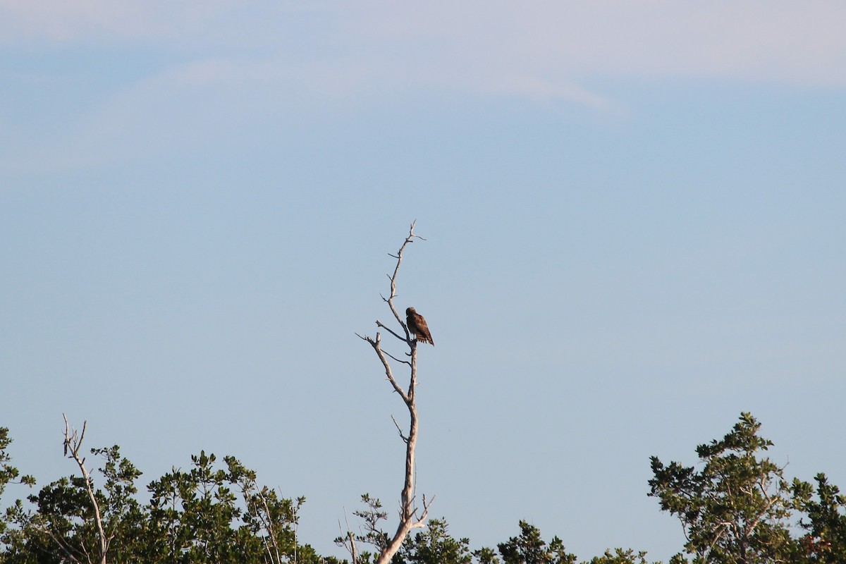 Rotschwanzbussard - ML612968768