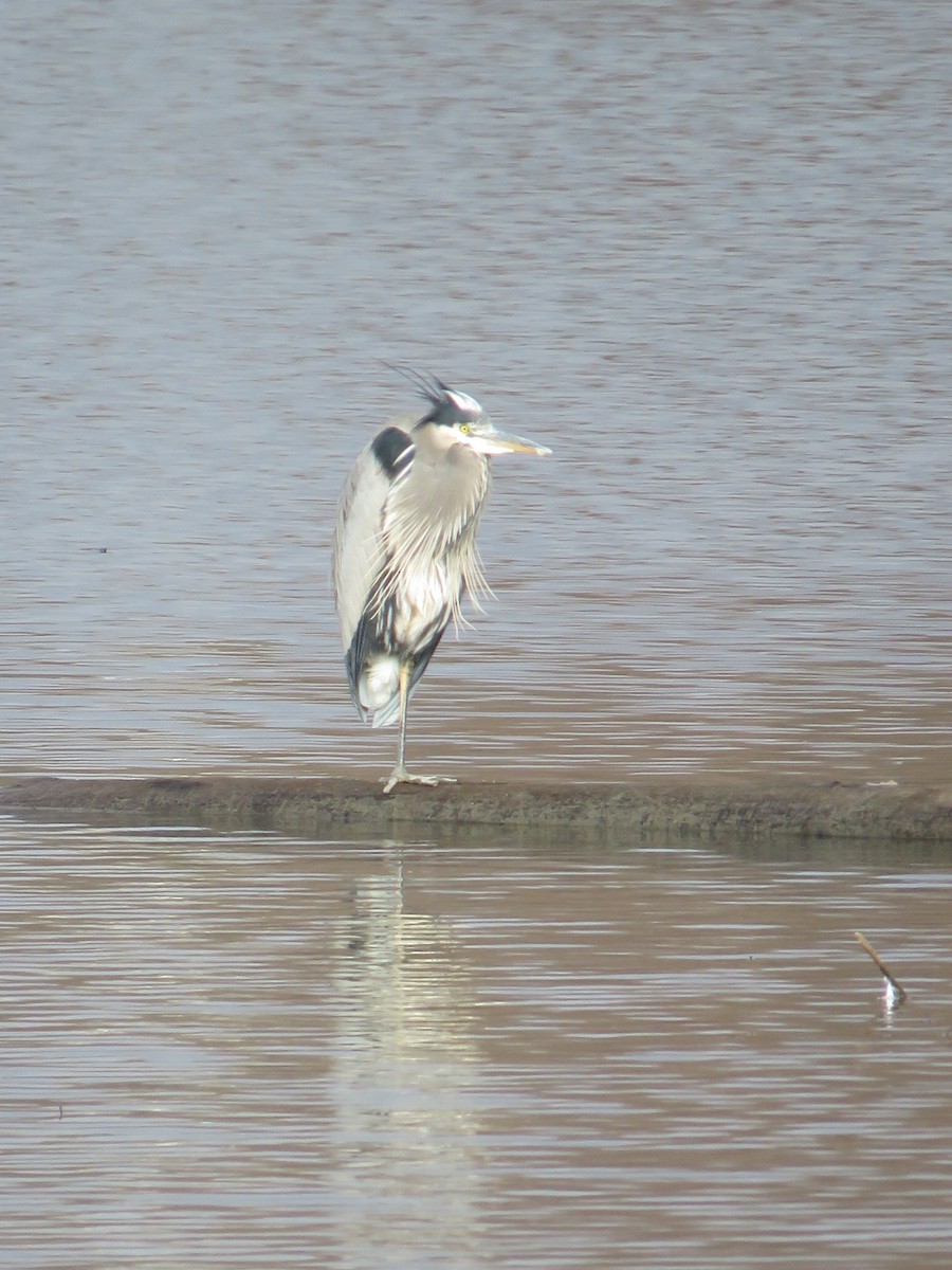 Great Blue Heron - ML612968779