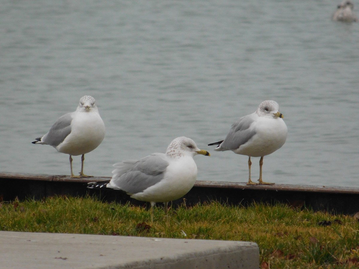 Ring-billed Gull - ML612968882