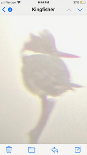 Belted Kingfisher - ML612968883