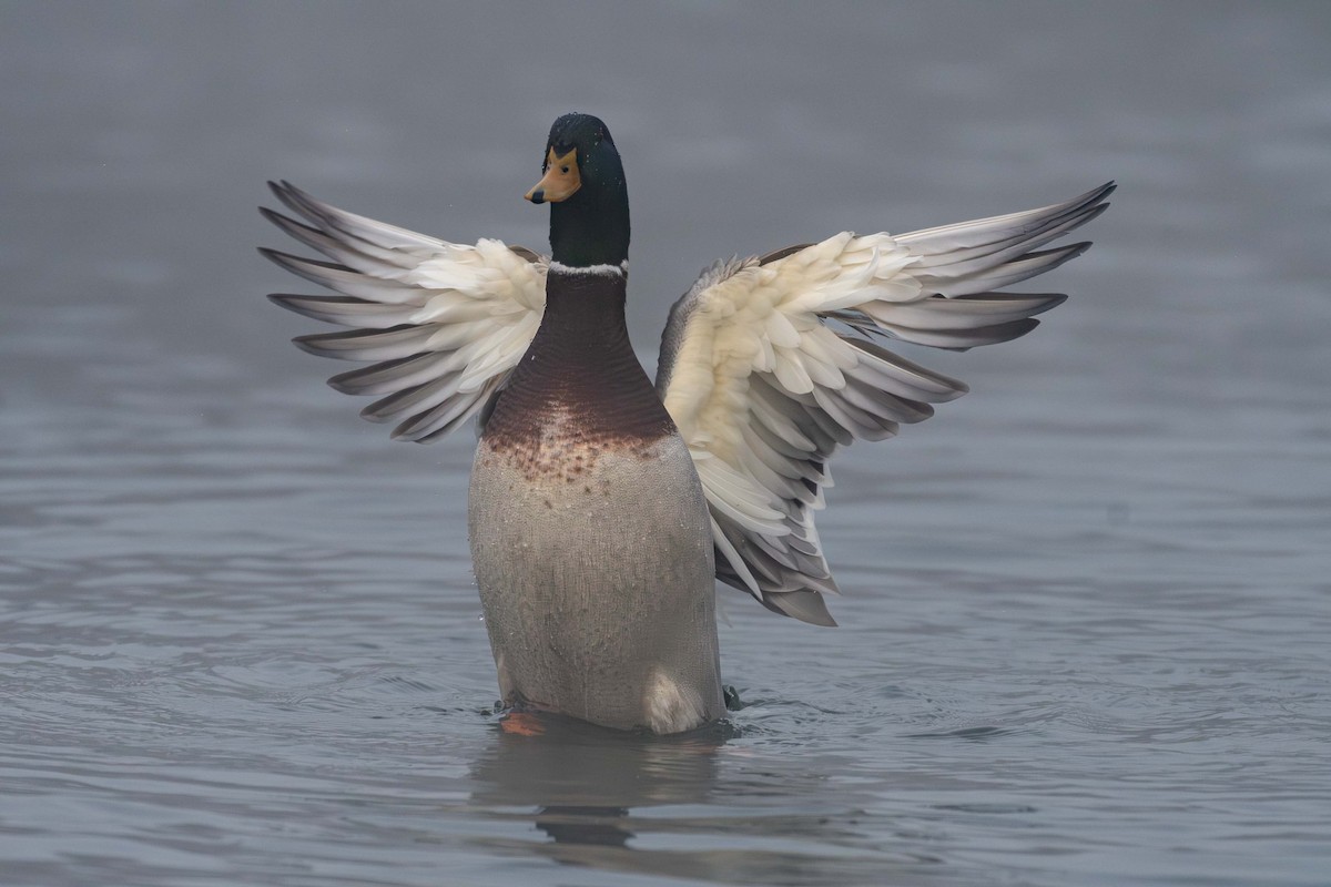 Mallard - Kevin Talbert