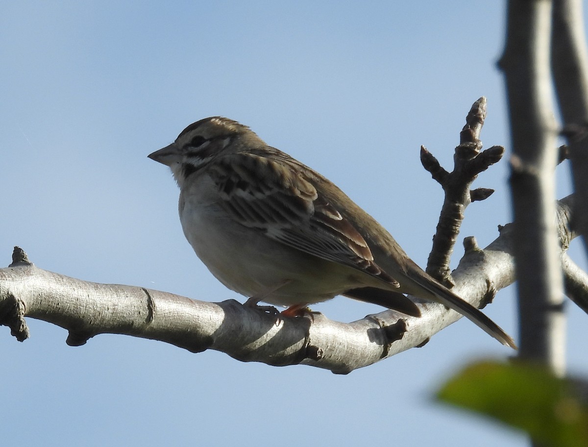 Lark Sparrow - ML612968949