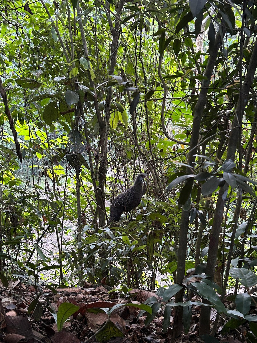 Gray Peacock-Pheasant - Manash Pratim