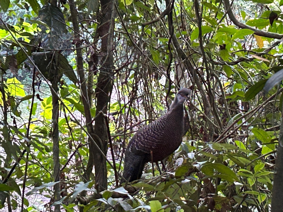 Gray Peacock-Pheasant - Manash Pratim