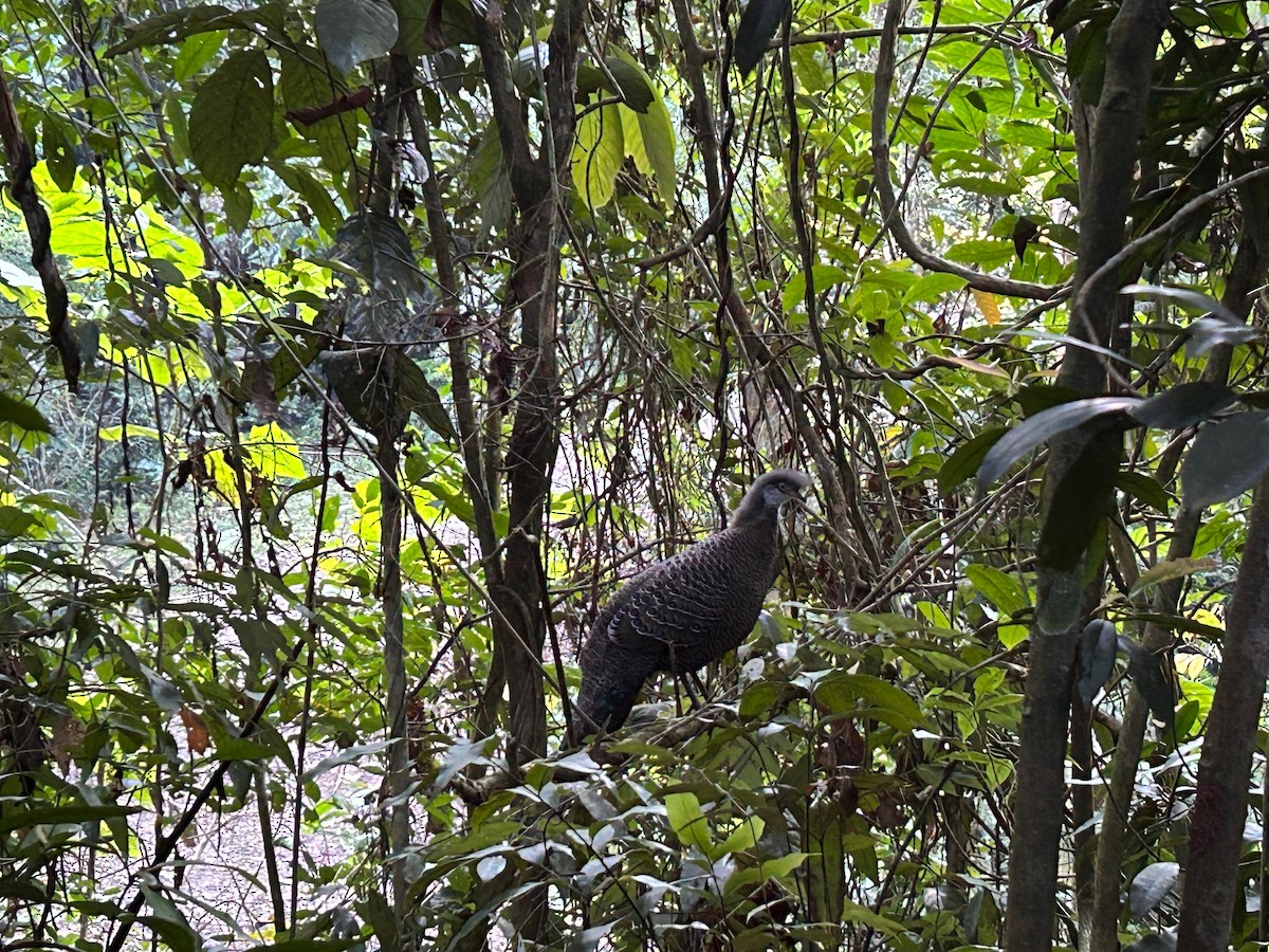 Gray Peacock-Pheasant - Manash Pratim